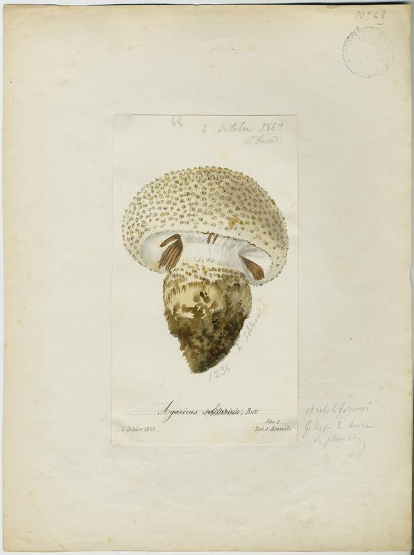 Agaric ; champignon, Vincent Fossat, 1862