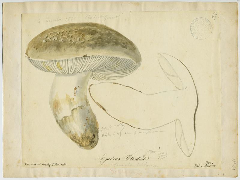 Amanite de Vittadini ; champignon, Jean-Baptiste Barla, 1861