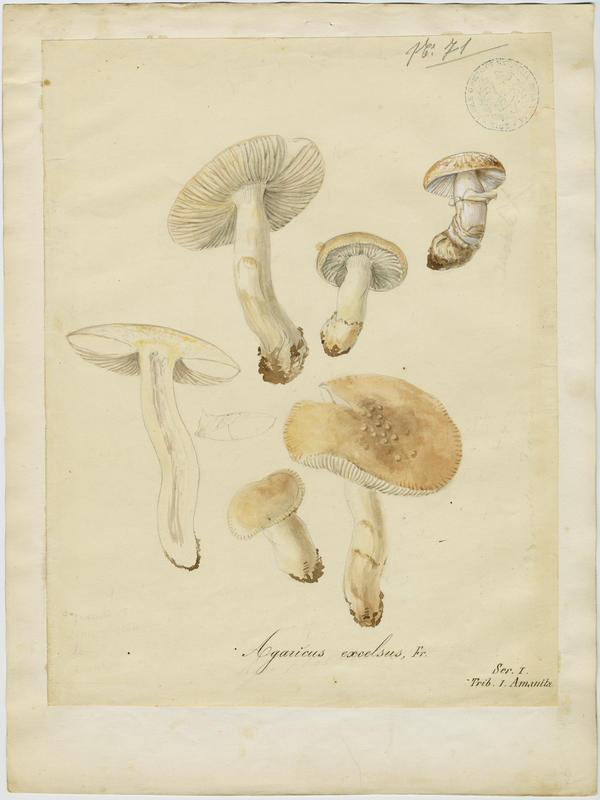 Amanite épaisse ; champignon, Jean-Baptiste Barla, 19e siècle