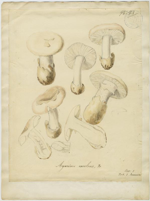 Amanite épaisse ; champignon, Jean-Baptiste Barla, 19e siècle