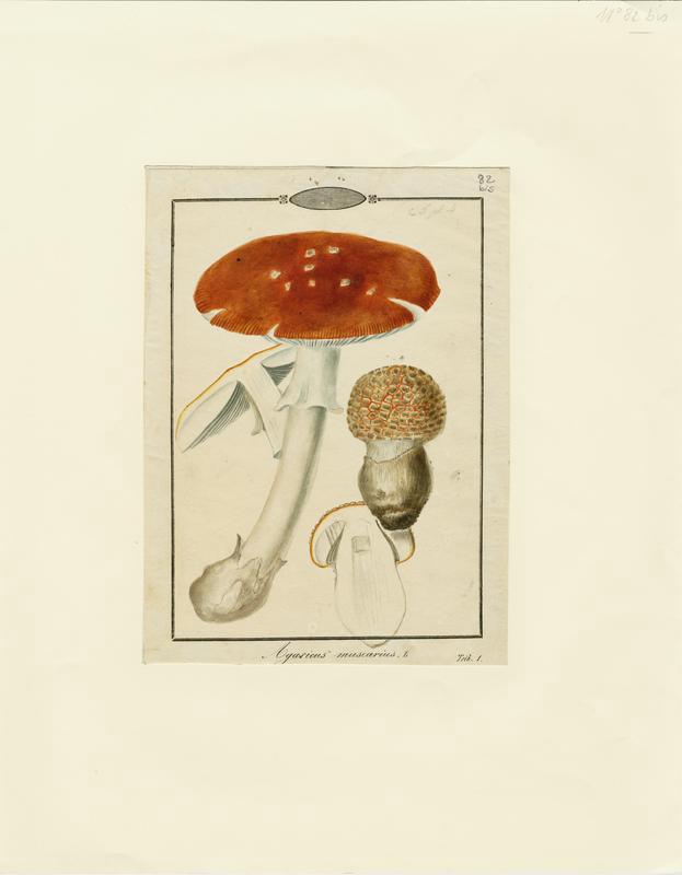 Amanite tue-mouches ; Royal picotat ; Royal rouge ; champignon, Jean-Baptiste Barla, 19e siècle