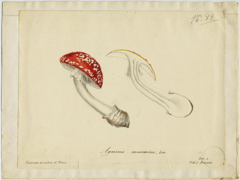 Amanite tue-mouches ; Royal picotat ; Royal rouge ; champignon, Jean-Baptiste Barla, 19e siècle