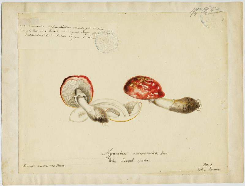 Amanite tue-mouches ; Royal picotat ; Royal rouge ; champignon, Jean-Baptiste Barla, 19e siècle