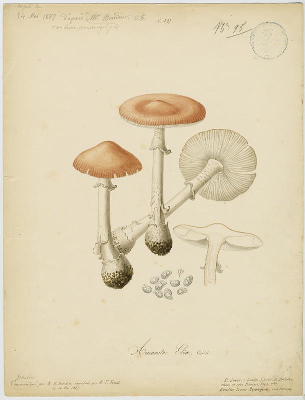 Amanite isabelle ; champignon, Vincent Fossat, 1887