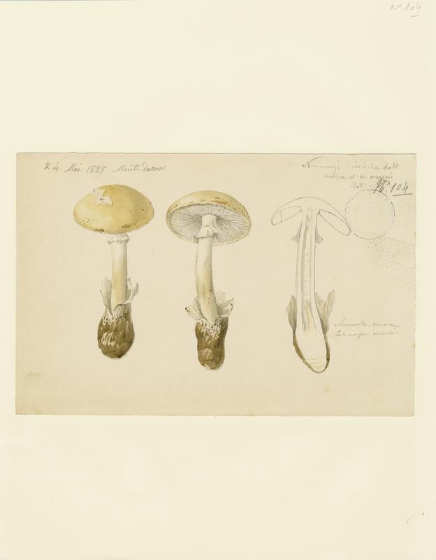 Amanite printanière ; champignon, Jean-Baptiste Barla, 1887