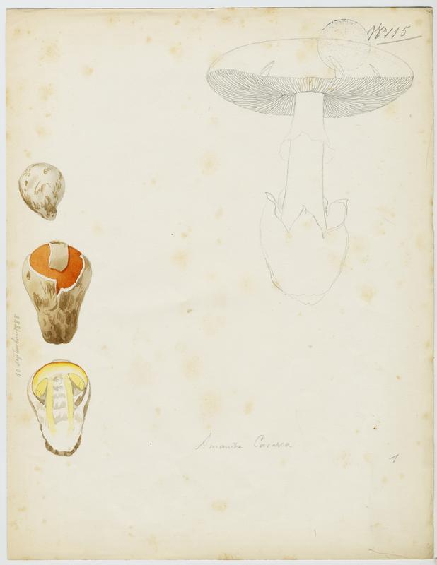 Amanite des Césars ; Oronge ; Oronge vraie ; champignon_0