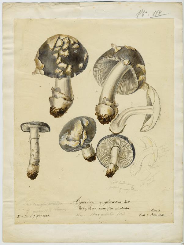 Amanite vaginée ; Amanite grise ; Lera caniglia picotada ; Grisette ; Amanite engainée ; champignon, Jean-Baptiste Barla, 1854