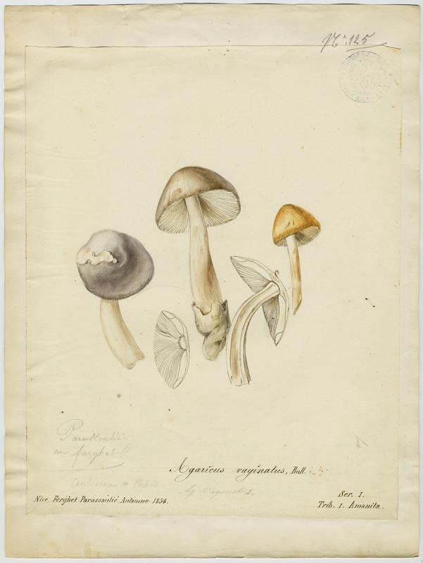 Amanite vaginée ; Amanite grise ; Lera caniglia picotada ; champignon, Jean-Baptiste Barla, 1854