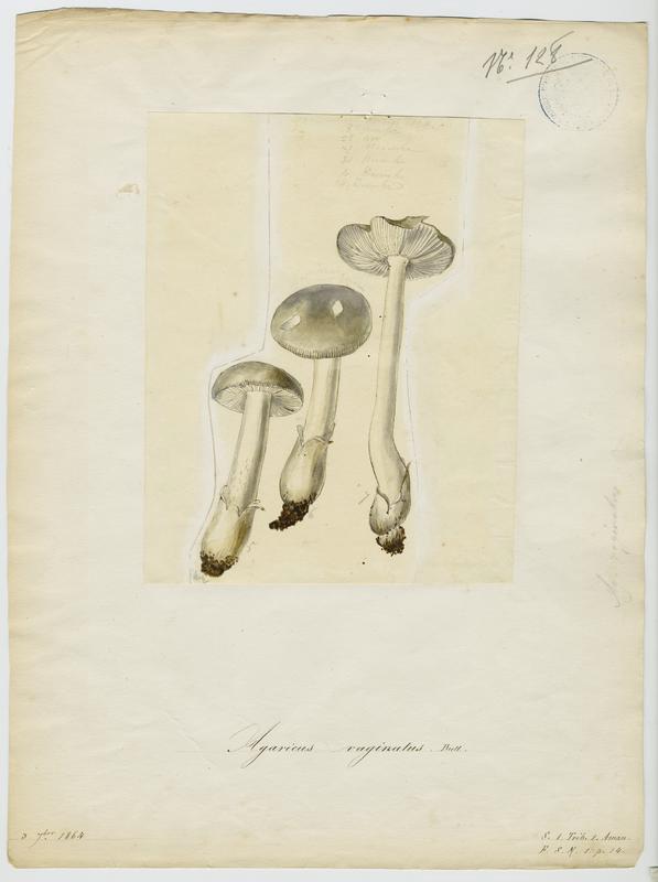 Amanite vaginée ; Amanite grise ; Lera caniglia picotada ; champignon, Jean-Baptiste Barla, 1864