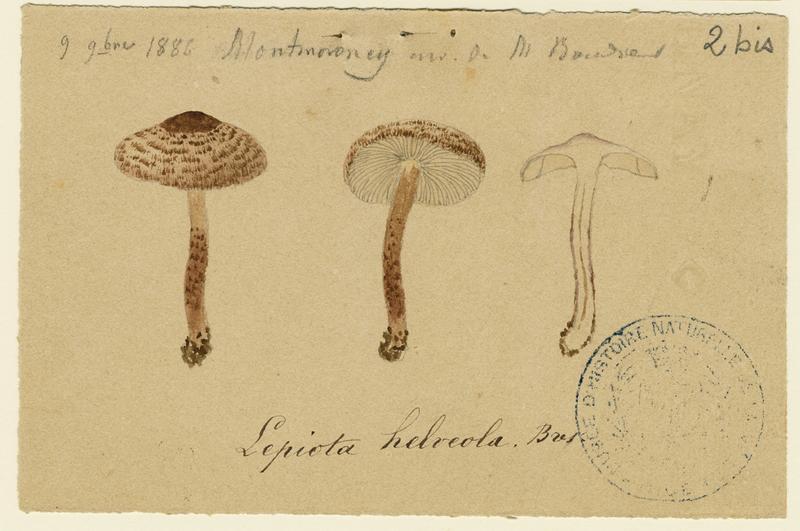 Lépiote brun-incarnat ; champignon, Jean-Baptiste Barla, 1886
