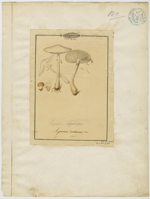 Leucocoprin ; champignon_0