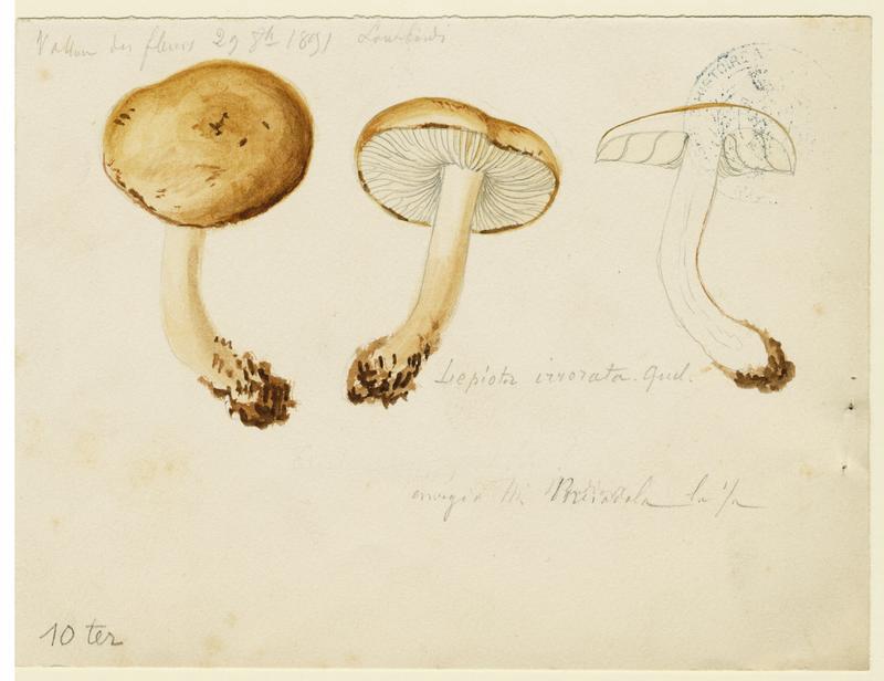 Lépiote guttulée ; champignon, Charles Lombardi, 1891