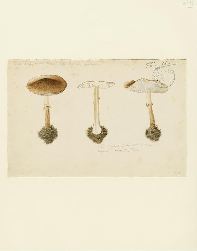 Lépiote en bouclier ; champignon, Charles Lombardi, 1891
