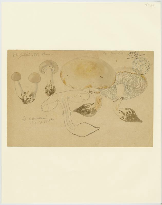 Lépiote ; champignon, Jean-Baptiste Barla, 1885