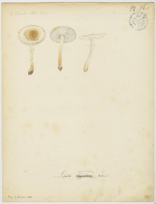 Lépiote en bouclier ; champignon, Jean-Baptiste Barla, 1880
