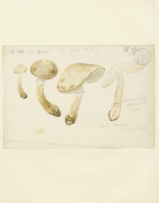 Lépiote ; champignon, Jean-Baptiste Barla, 1885
