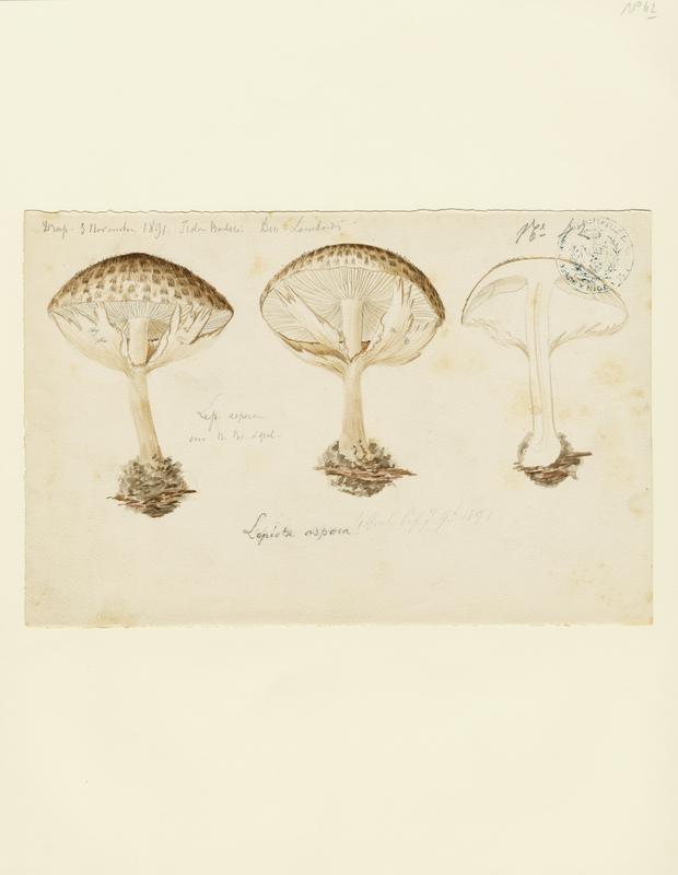 Lépiote à écailles aigües ; champignon, Charles Lombardi, 1891
