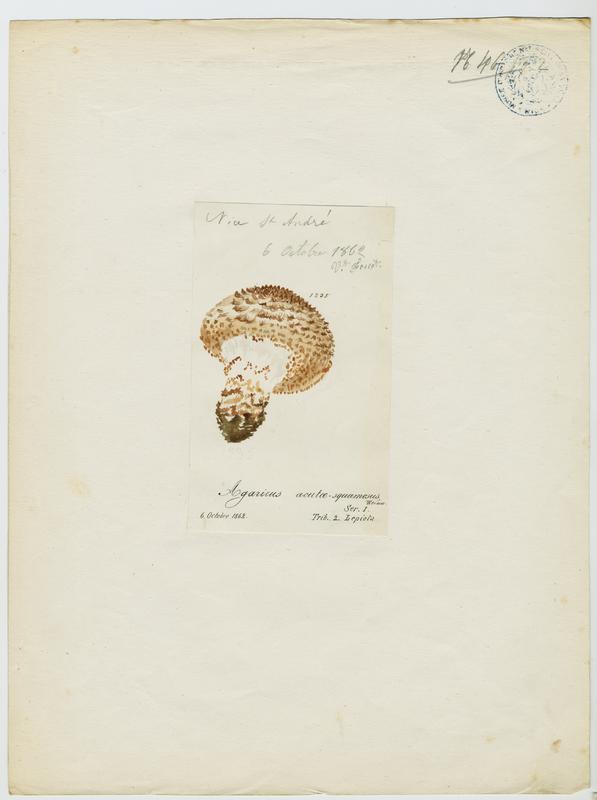 Lépiote à écailles aigües ; champignon, Vincent Fossat, 1862