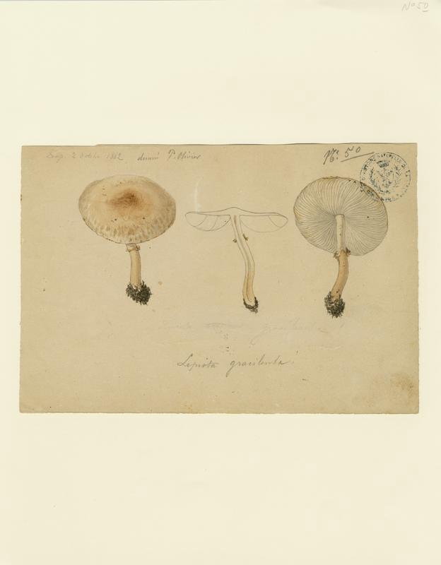 Lépiote gracile ; champignon, Olivier P., 1882