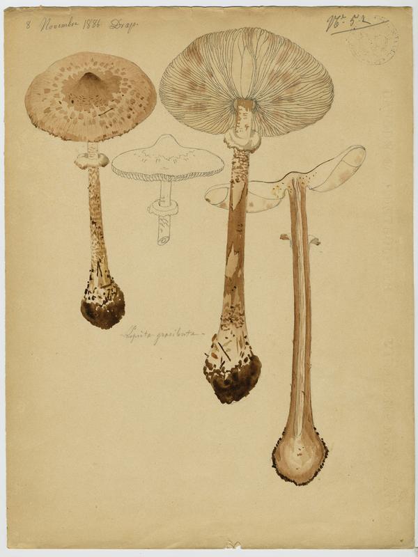 Lépiote gracile ; champignon, Jean-Baptiste Barla, 1886