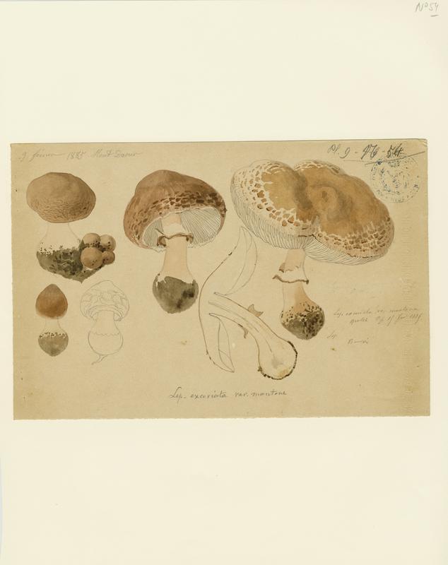 Lépiote excoriée ; champignon, Jean-Baptiste Barla, 1885