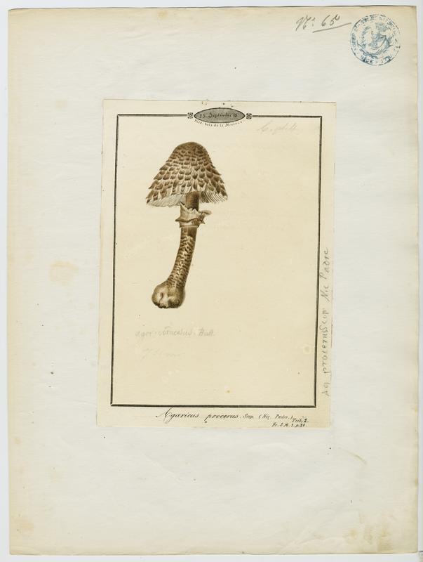 Lépiote élevée ; Coulemelle ; Golmotte ; Nez de chat ; Padre ; champignon, Jean-Baptiste Barla, 19e siècle