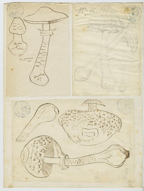 Lépiote élevée ; Coulemelle ; Golmotte ; Nez de chat ; champignon_0