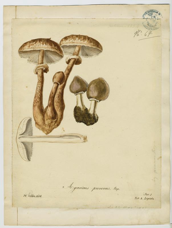 Lépiote élevée ; Coulemelle ; Golmotte ; Nez de chat ; Padre ; champignon, Jean-Baptiste Barla, 1854