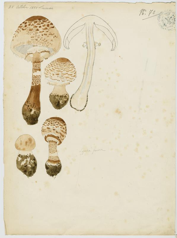 Lépiote élevée ; Coulemelle ; Golmotte ; Nez de chat  ; champignon_0