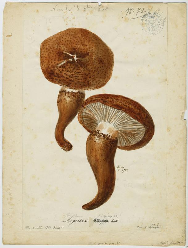 Collybie à pied en fuseau ; champignon_0