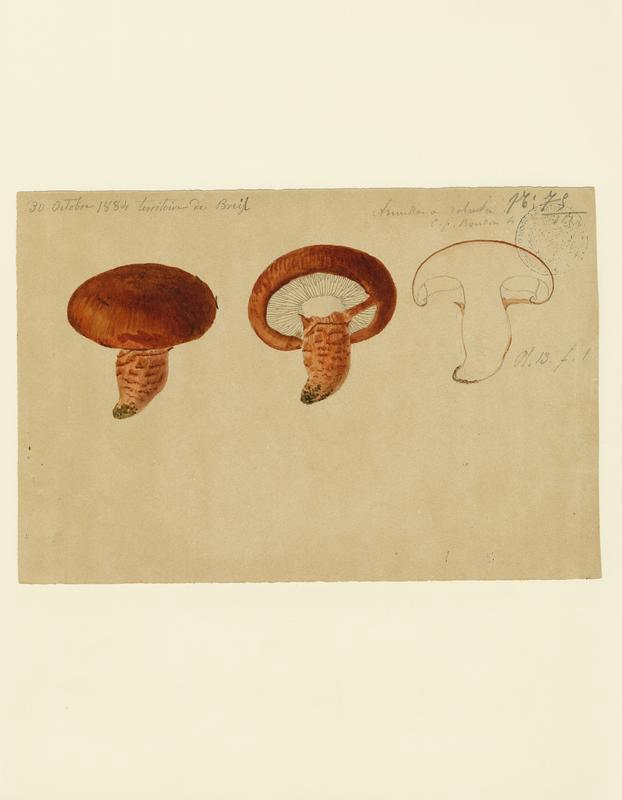 Tricholome robuste ; champignon, Jean-Baptiste Barla, 1884