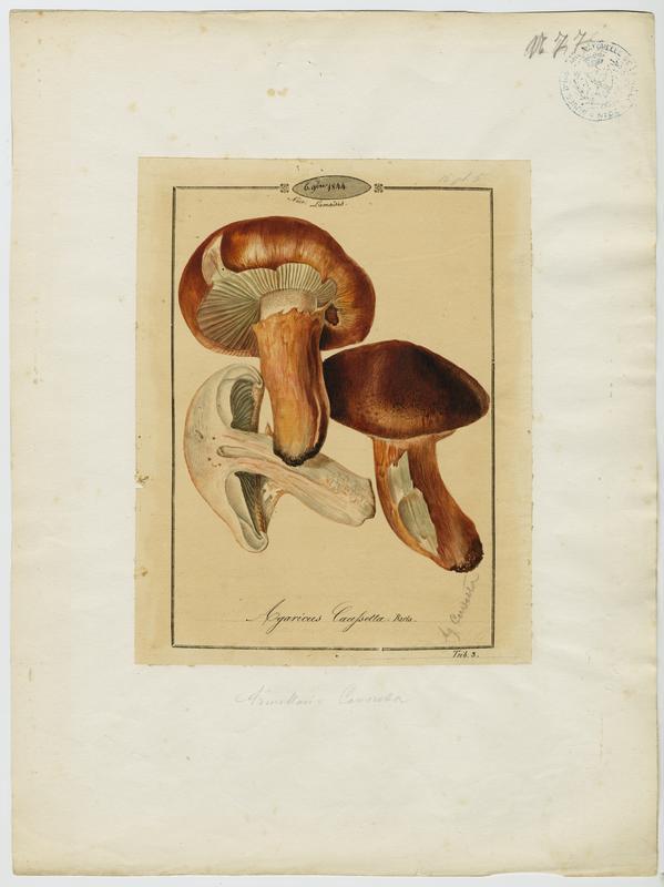 Agaric caussetta ; Caussetta ; champignon, Jean-Baptiste Barla, 1844