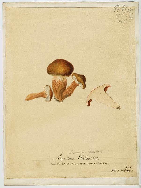 Bolet de pin ; champignon, Jean-Baptiste Barla, 19e siècle