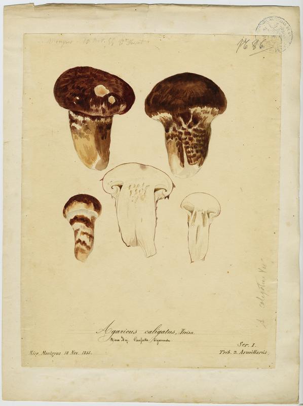 Tricholome chaussé ; Caussetta bigarrada ; champignon, Vincent Fossat, 1855