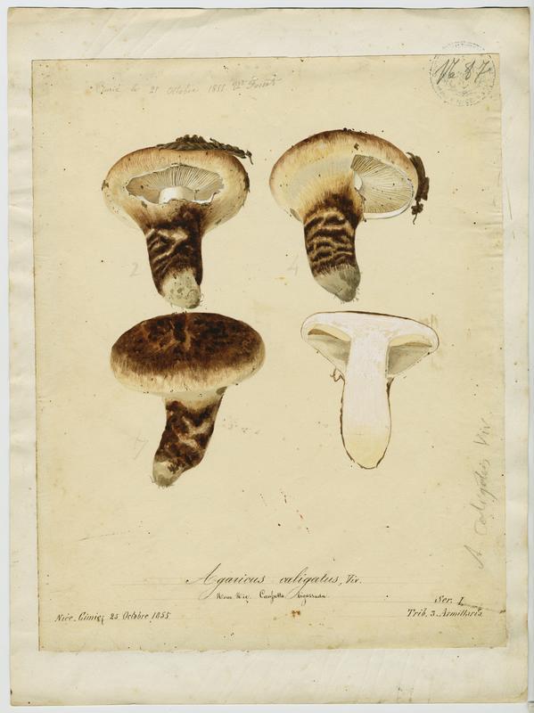 Tricholome chaussé ; Caussetta bigarrada ; champignon, Vincent Fossat, 1855