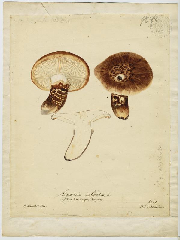 Tricholome chaussé ; Caussetta bigarrada ; champignon, Vincent Fossat, 1855