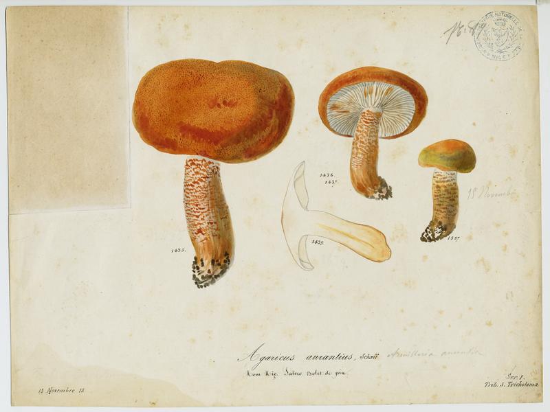 Agaric ; Salero ; champignon, Jean-Baptiste Barla, 19e siècle