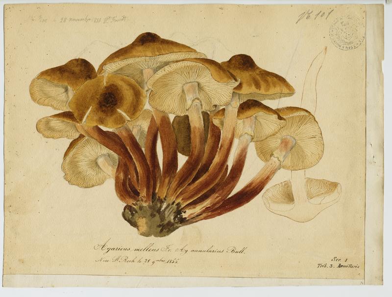 Agaric annulaire ; champignon, Vincent Fossat, 1855