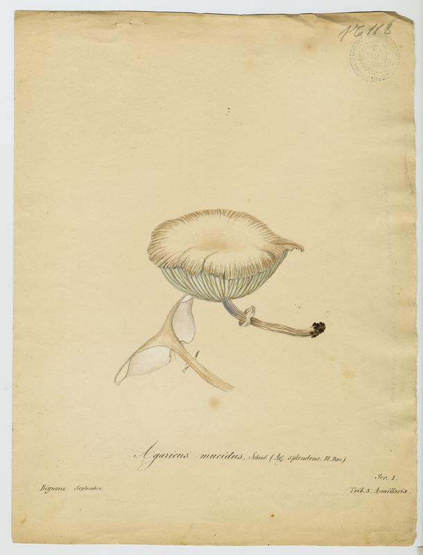 Collybie visqueuse ; champignon, Jean-Baptiste Barla, 19e siècle