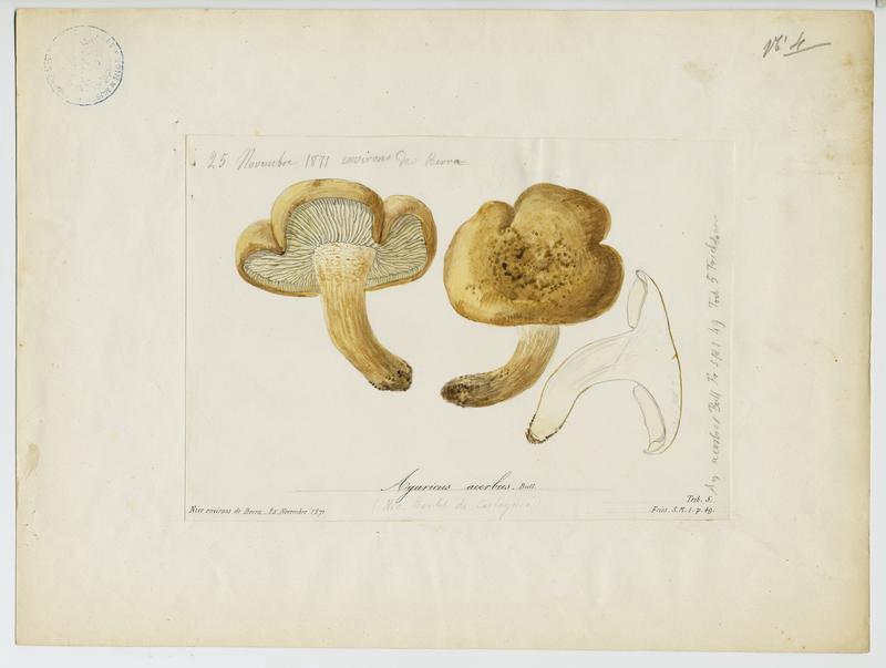 Tricholome acerbe ; Boulet de castagnié ; champignon_0