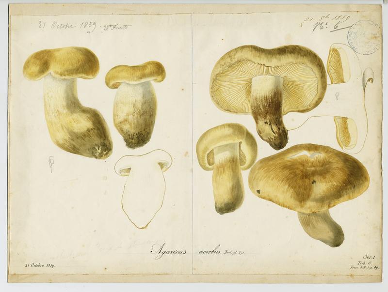 Tricholome acerbe ; Boulet de castagnié ; champignon, Vincent Fossat, 1859