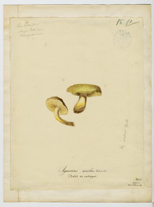 Tricholome acerbe ; Boulet de castagnié ; champignon, Jean-Baptiste Barla, 19e siècle