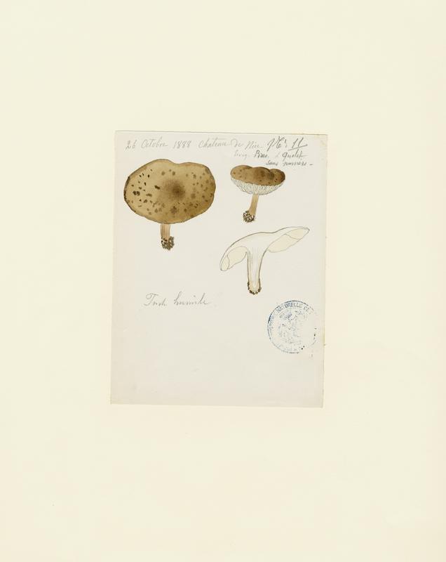 Tricholome ; champignon, Jean-Baptiste Barla, 1888