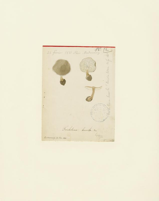 Tricholome ; champignon, Jean-Baptiste Barla, 1881