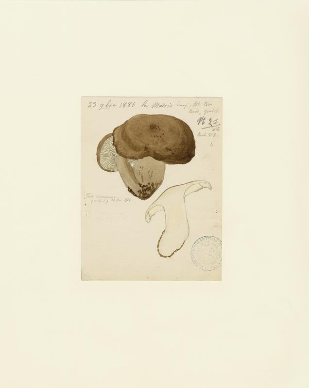 Tricholome ; champignon, Jean-Baptiste Barla, 1886