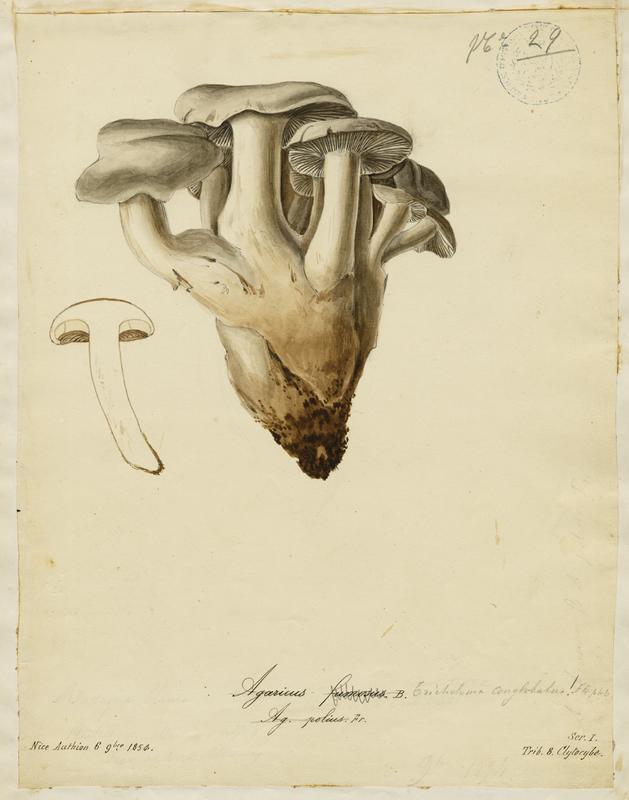 Agaric ; champignon, Jean-Baptiste Barla, 1854