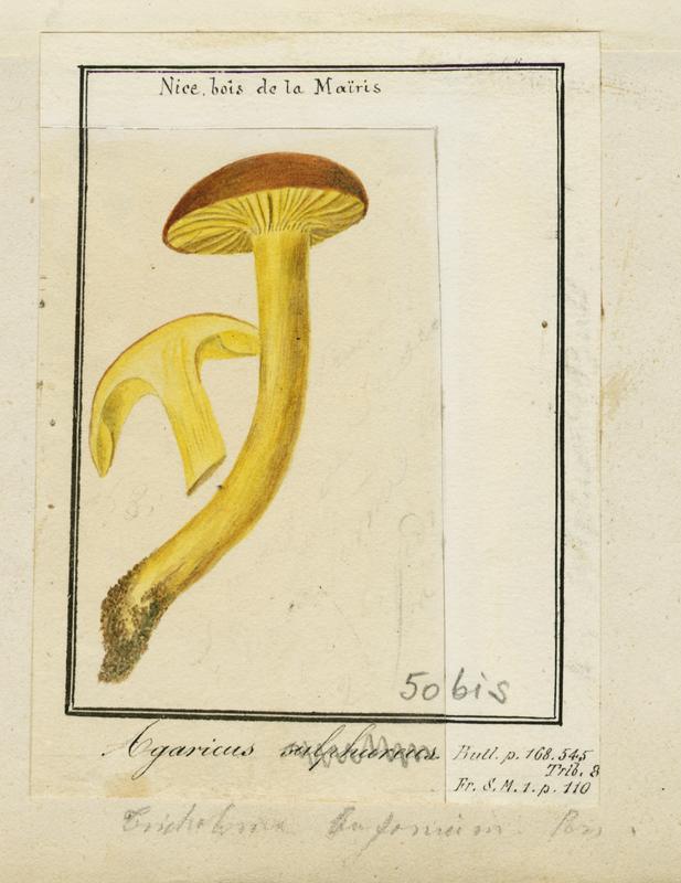 Tricholome soufré ; champignon, Jean-Baptiste Barla, 19e siècle