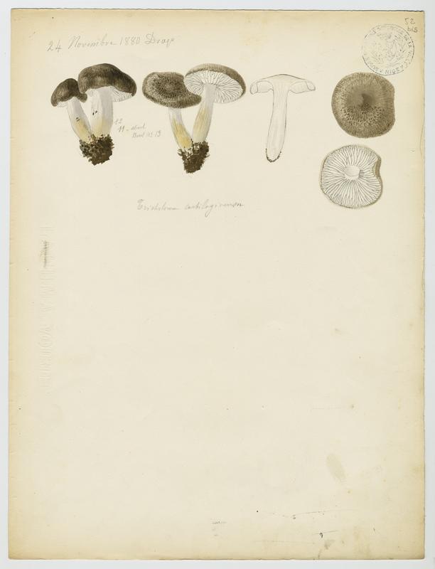Tricholome ; champignon, Jean-Baptiste Barla, 1880