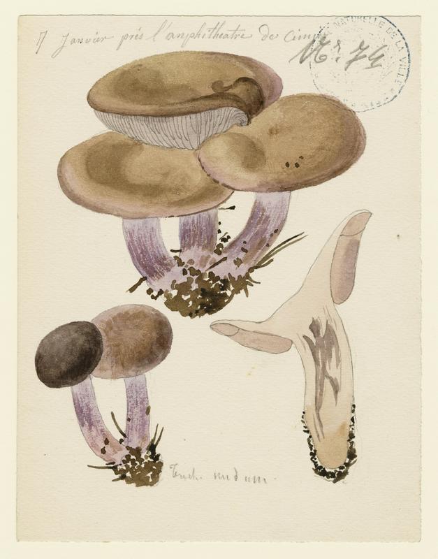 Pied-bleu ; champignon, Jean-Baptiste Barla, 19e siècle