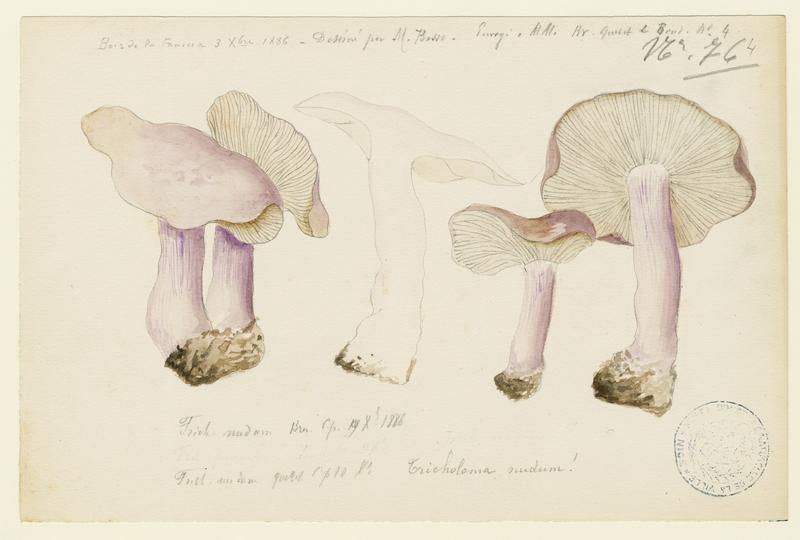 Pied-bleu ; champignon, P. Basso, 1886